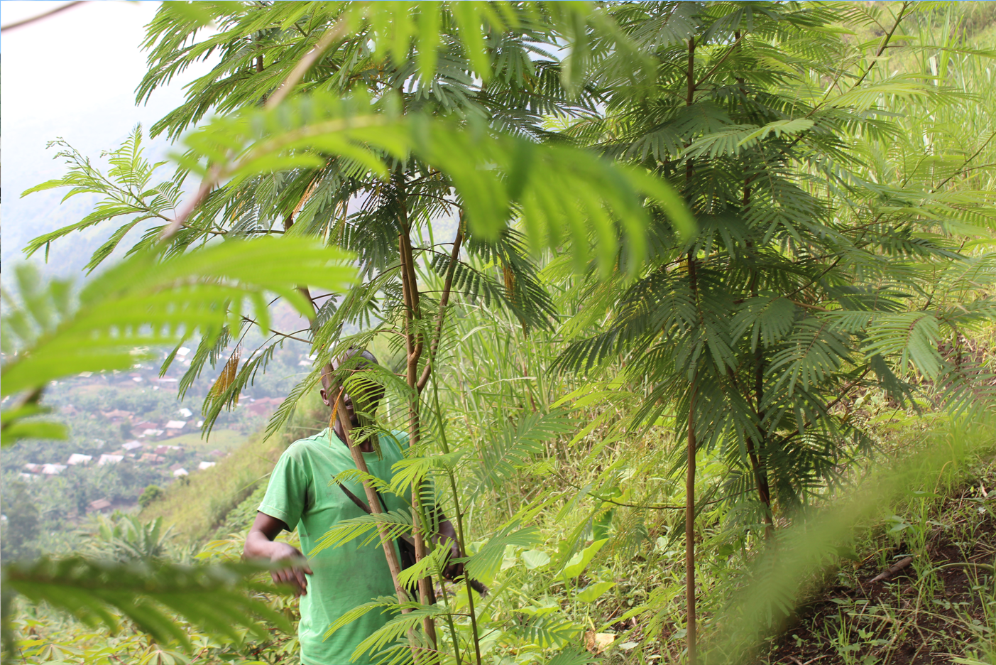 Nord Kivu-Environnement : Sous financement de la FAO, la Dynamique Paysanne Féminine (DPF) a reboisé 437 hectares de terres dans la partie sud-est de la province.